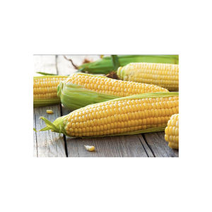 Maíz amarillo de primera calidad listo para exportación y para compradores globales - Product Image 2