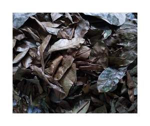 Hojas de Guanábana secas selectivas-Aroma distintivo y Hojas de Guanábana secas con bajo residuo de ceniza para el mercado de exportación - Product Image 6