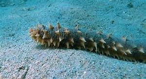 Té de hierbas de fruta entera en rodajas de limón amargo seco para la salud digestiva y la desintoxicación - Product Image 2