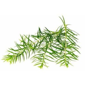 Aceite Esencial de Árbol de Té 100% Puro de Grado Terapéutico con Rosa Mosqueta para Hidratación Corporal, Suministro OEM Disponible - Product Image 6