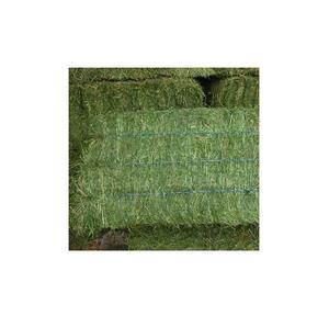 Foin d'alfalfa de qualité pour l'alimentation animale - Product Image 6