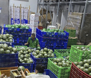 Pomelo Verde de Vietnam Preparado con Segmentos de Cítricos Maduros para Operaciones Culinarias, Desarrollo de Recetas y Comercio al por Mayor - Product Image 4