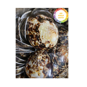 เปลือกหอยลิมเพตขัดเงาแบบแฮนด์เมดเวียดนามพื้นผิวมันวาวเหมาะสำหรับงานฝีมือและการตกแต่งของขวัญ - Product Image 4