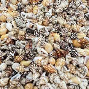 Venta al por mayor de conchas marinas pulidas de Vietnam, conchas de cauri de Tigre, estilo animal, color natural para decoración de muebles - Product Image 1