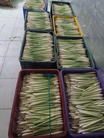 Offres Spéciales Cymbopogon citratus de Cochin frais ou herbe de Malabar herbe de Malabar congelée