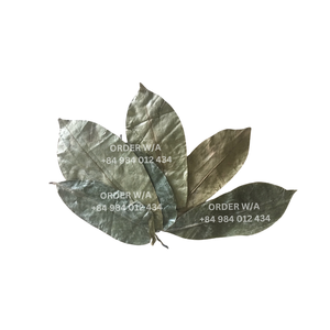 Té crudo suelto saludable Hoja de soursoup de Vietnam Hojas de soursoup secas silvestres para exportación de té a granel desde Vietnam - Product Image 3