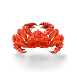 Venta al por Mayor de Cangrejo Real Rojo Congelado de la Mejor Calidad a Precio Económico, Proceso BQF, Exportaciones a Todo el Mundo - Product Image 5