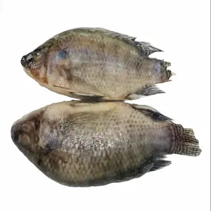 Canlı dondurulmuş Tilapia bütün yuvarlak | Niloticus dondurulmuş balık deniz ürünleri siyah Tilapia