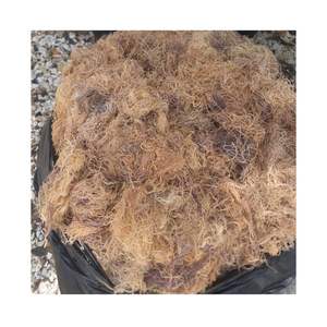 สาหร่ายไอริชแห้ง ยอดขายดีที่สุดในเวียดนาม สาหร่ายทะเลป่า ยูเชมา คอตตันนี บรรจุถุง ขายส่ง - Product Image 5