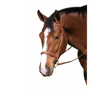 प्रो फैंसी पैडेड ब्रिडल किफायती शीर्ष गुणवत्ता घोड़े की सवारी के लिए आधा गोल नोज़बैंड किफायती मूल्य पर उच्च गुणवत्ता पर