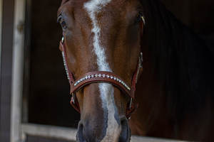 Vente en gros de licou de cheval en cuir de cognac, vente en gros de licou de cheval de qualité supérieure, pliable - Product Image 5