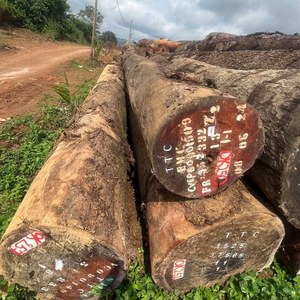 Hochwertige afrikanische Padauk Hartholz Holzstämme für Luxus-Innen architektur für Möbel Musik instrumente Schränke Pine Oak - Product Image 5