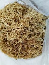 ALGUES DE COTTONII DE QUALITÉ SUPÉRIEURE POUR DES SOLUTIONS DE FORMATION DE GEL ET DE TRAITEMENT DES ALIMENTS - Product Image 6