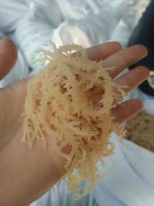 สาหร่ายทะเลไอริชสำหรับสลัดทะเลทำความสะอาดสาหร่าย Eucheuma cottonii สาหร่ายเกรดขนาดใหญ่ราคาดีวันนี้ - Product Image 3