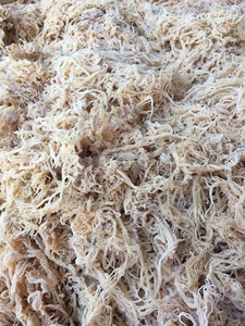 สาหร่ายแห้ง Cottonii/สาหร่าย Eucheuma Cottonii แห้งคุณภาพสูง - Product Image 6