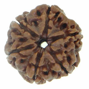 Perles de Rudraksha Népalais 6 Mukhi Authentiques, Marron, 10mm, en Pierre, sur Fil, pour Bijoux - Product Image 1