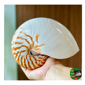 Nautilus Shell Proveedor, Mejor Precio Nautilus Shell, Pulido Nautilus Shell Exportador para Artesanías de Lujo y Diseño de Interiores - Product Image 5