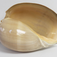 HOT HIT GRANDE TAILLE MELO MELO SHELL - VOLUTE NOBLE SHELL SEASHELL POUR DÉCORATION PRÊT À EXPORTER