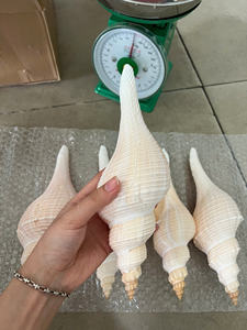 Coquillages Turbo Naturels Chauds Du Viet Nam Pour Décor Maison, Restaurant Brun Et Blanc - Product Image 5