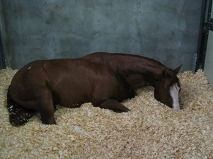 ขี้เลื่อยไม้สนสำหรับม้าและไก่ - Product Image 5