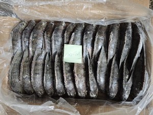 Pescado Tilapia Congelado BQF |   Exportador Profesional |   Pedidos al por mayor para importadores de Malí - Product Image 4