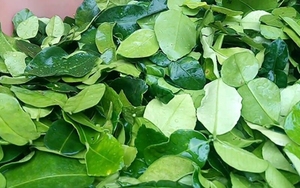 ใบมะกรูดแห้งจากธรรมชาติเวียดนามสำหรับชา - Product Image 3