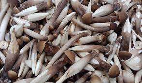 BASE DE CHAMPIGNON HERBAGRO - Product Image 3