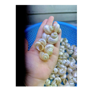 Hermosa Concha blanca y verde para decoración de interiores y regalos del exportador de datos de oro 99 del proveedor de Vietnam - Product Image 1