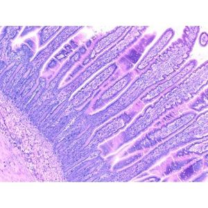 Prepared Microscope <b>Slides</b> <b>Small</b> Intestine T.S. Showing Villi - Product Image 1