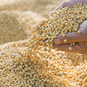 Farine de soja biologique/farine de soja pour l'alimentation des animaux - Product Image 6