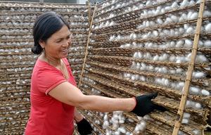 Capullo de seda de corte ecológico para gusano de seda Skicare para cosméticos - Product Image 6