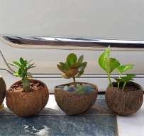 Maceta Ecológica de Alta Calidad Hecha de Cáscara de Coco, Marca Vietnam Viet Fargimex, Modelo S1, Tamaño Personalizado para Decoración de Jardín y Hogar - Product Image 2