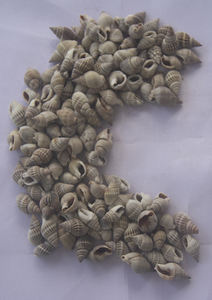 Petits types de coquillages et de coquillages Bijoux à motifs Style pyramidal naturel avec technique de mosaïque - Product Image 5