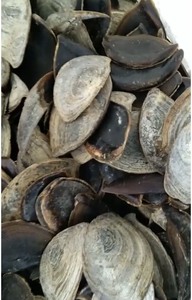 Caracol Sea Shell-Accesorios para la satisfacción del cliente Sea Shell Pulido Murex Operculum - Product Image 6