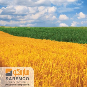 Disease-Free Yellow <b>Wheat</b> Straw Hay <b>Dried</b> Feed Additive for Various Animals-Cattle Camel Pig Bird Sheep Horse Goat Packaged Bags - Product Image 3