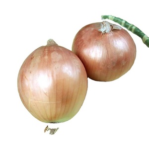 หัวหอมสีแดงสด4-7ซม. ออร์แกนิกจากประเทศไทย - Product Image 1