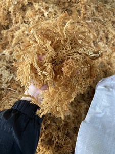 Alga Marina Eucheuma Cottonii/musgo marino seco de alta calidad de Vietnam/Sra. Lima - Product Image 3