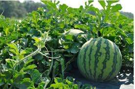 แตงโมแช่แข็งหั่นชิ้น คุณภาพสูง ออร์แกนิค ได้รับการรับรองมาตรฐาน HACCP จากเวียดนาม ผ่านกระบวนการ LQF บรรจุภัณฑ์แบบสุญญากาศ - Product Image 4