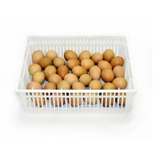 Cobb 500 & 700ฟักไข่ไก่สดอุดมสมบูรณ์ไข่แดง308ไข่แดง - Product Image 3