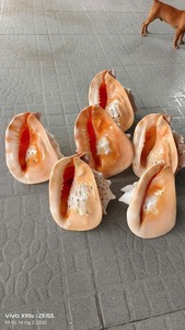 Hot Trend Polished Pearl <b>Banded</b> Jade Turbo Shell Natural Seashell Material Crafted Christmas Gift - Product Image 4