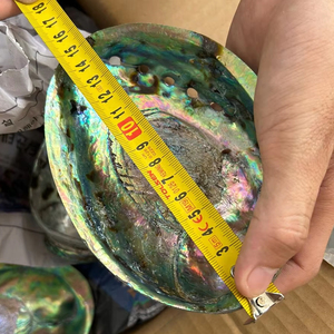 Concha de abulón pulida Natural de color iridiscente de Vietnam para decoración costera del hogar y vibraciones interiores oceánicas - Product Image 1