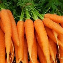 TIRAS DE ZANAHORIA CONGELADAS DE ALTA CALIDAD ETIQUETA LIMPIA FUENTE VEGETAL DE VITAMINA A PARA LA FUNCIÓN INMUNE - Product Image 2