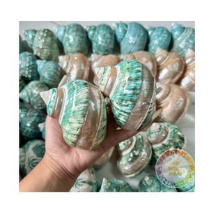 Conchas de Caracol de Luna pulidas y listas para arte de resina, decoración, artesanías de joyería | Venta al por mayor a granel de la fábrica de Vietnam 2025 - Product Image 3