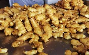 Gingembre frais d'exportation, gingembre éléphant frais de haute qualité, provenant de gingembre frais - Product Image 5