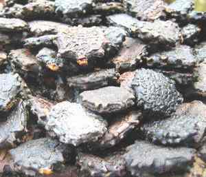 Premium GAC Seed Antioxidante natural Nutrientes limpios Especias y hierbas individuales derivadas de plantas - Product Image 3