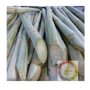 Bâtonnets de canne à sucre congelés IQF de qualité supérieure du Vietnam 100 goût sucré naturel parfait pour les chaînes de jus et de smoothie - Product Image 5