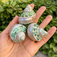 Cadeau de coquille tropicale pour anniversaire ou festival mettant en vedette de beaux coquillages Turbo en vrac fournisseur d'exportation en gros Vietnam