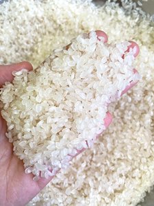 Riz blanc de haute qualité du Vietnam Calrose, grain moyen-court, Camolino égyptien, trié Sortex, texture ferme, pour usage alimentaire, export Vilaconic - Product Image 2