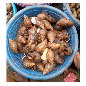 Caracoles Africanos Secos Grandes de Primera Calidad a Precio Económico - Product Image 3