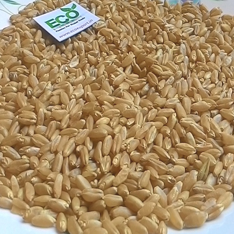 Измельченная пшеница и семена твердой пшеницы